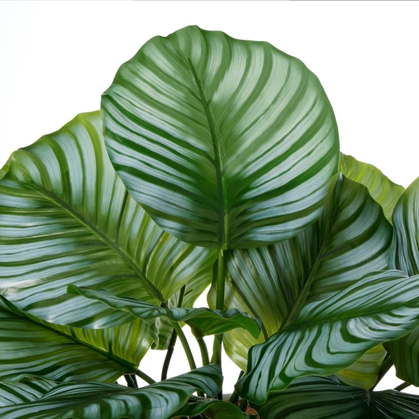 他商品観葉植物c000064_s