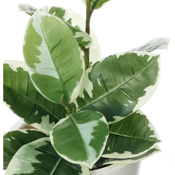他商品観葉植物c000065_s