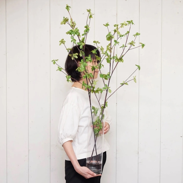 他商品観葉植物c000066_s